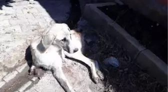 Sokak Köpeği, Kuyruğu ve Ayağı Kesilmiş Halde Bulundu