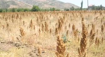 Adıyaman'da İlk 'Kinoa' Hasadı