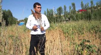 Adıyaman Gölbaşı'nda Kinoa Hasadı Başladı