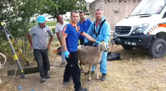 Afad, Kuyuya Düşen Koyunu Kurtardı