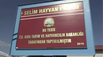Kurbanlıklar Yola Çıkarıldı - Kars