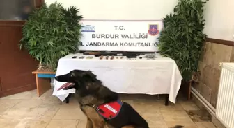 Dedektör Köpekli Uyuşturucu Operasyonu