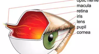 İnsan Dokusu Kişiye Özel Şekillendirildi, Türkiye'de Uygulandı