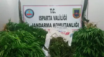 Yalvaç'ta Yasa Dışı Kenevir Yetiştiriciliğine Jandarma Baskını: 1 Gözaltı