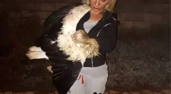 Ayağı Saman Balyasına Takılan Leylek Kurtarıldı