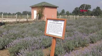 Bolu Belediyeden 20 Dönüm Arazi Üzerine Tıbbi Aromatik Bitkiler Bahçesi