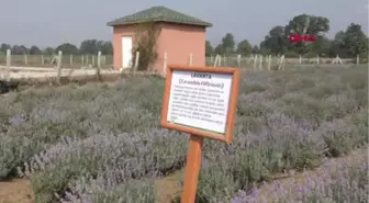 Bolu Belediyeden 20 Dönüm Arazi Üzerine Tıbbi Aromatik Bitkiler Bahçesi