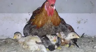 Civcivlerin Üzerine Tavuk Yerine Horoz Yattı