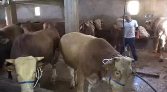 Kurbanlıklar Veteriner Kontrolüyle Batı'ya Sevk Ediliyor