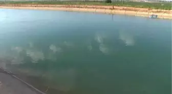 Pikap Sulama Kanalına Uçtu
