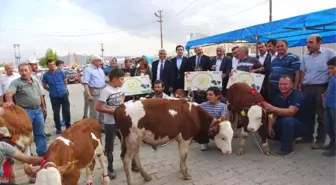 Podyuma Bu Defa Buzağılar Çıktı