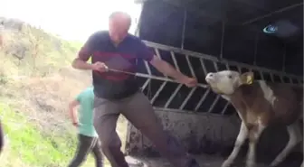 Podyuma Bu Defa Buzağılar Çıktı
