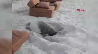 İzmir Çeşme Sahillerine İlk Kez Bir Caretta Caretta Yumurta Bıraktı