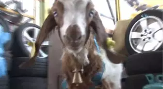 Biberonla Beslenen 'Oğlak' Oto Sanayinin Maskotu Oldu