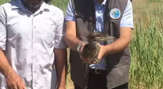 Tedavileri Tamamlanan Kuşlar Yaşam Alanlarına Bırakıldı