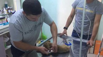 Ölmek Üzereyken Bulduğu Yavru Köpeğe Sahip Çıktı