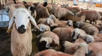 Torbalı'da Kurban Kesim Yerleri Belirlendi