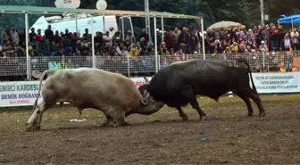 Boğa Güreşleri Türkiye Şampiyonu Belli Oldu