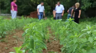 Bartın'da Şeker Otu Denemesi