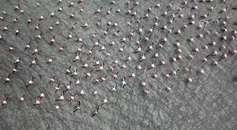 Burdur Yarışlı Gölü'nde Flamingo Yoğunluğu