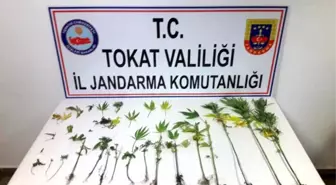 Kenevirleri Sularken Jandarmaya Yakalandı