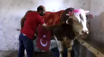 1 Ton 100 Kilo Ağırlığındaki 'Beşo' Alıcısını Bekliyor