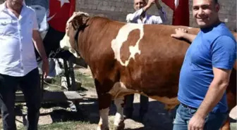 850 Kiloluk Ay-yıldızlı Boğayı, Erdoğan'a Hediye Edecekler