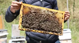 Hava Şartları Anzer Balı'nı Vurdu