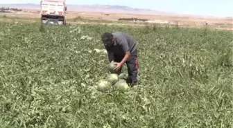 Yozgat'ta Kavun Karpuz Hasadı Başladı