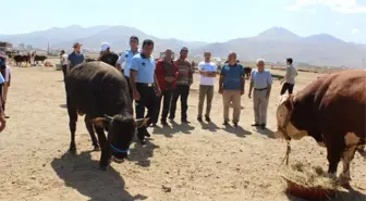 Aziziye'de Kurban Bayramı Hazırlığı