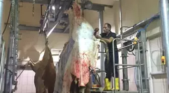 Demirözü İlçesine Modern Mezbahane