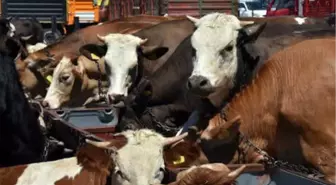 Kurbanlık Satıcıları Son Günü Bekliyor