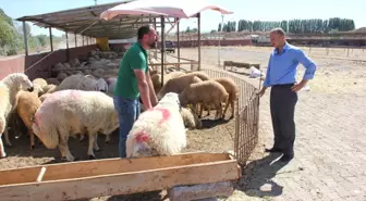 Kurban Bayramına Doğru