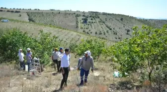 Selendi'de Antep Fıstığı Hasadı Başladı