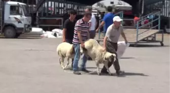 Denizli'de Kurbanlık Hayvan Alışverişleri Hızlandı