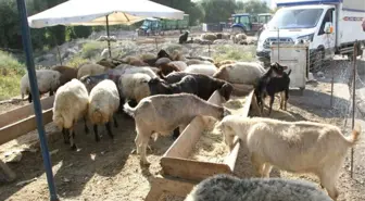 Malazgirt'te Kurban Pazarı Açıldı