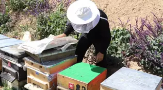 Anzer'den Propolis Atağı