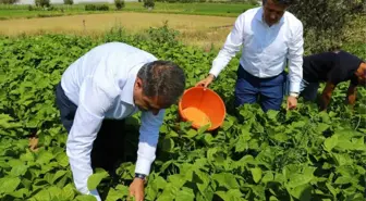 Burdur İnsuyu'nda Fasulye Hasadı Devam Ediyor