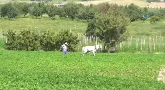 Burdur İnsuyu'nda Fasulye Hasadı Devam Ediyor