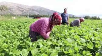 İnsuyu'nda Fasulye Hasadı Devam Ediyor