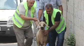 Sürpriz Kurbanlık Gözyaşlarına Boğdu