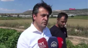 Burdur Vali Şıldak Fasulye Topladı