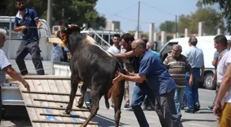 Kurban Pazarında Hareketlilik Devam Ediyor