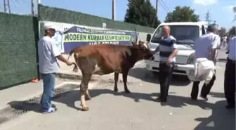 Kurban Pazarında Hareketlilik Devam Ediyor