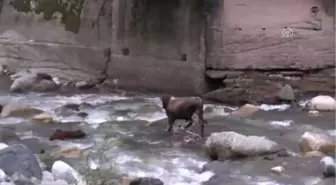 Rize'de Kurbanlık Boğa Dereye Düştü