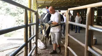 Büyükşehir Mezbahalarında Kesimler Yapıldı