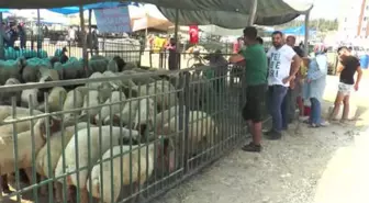 Kurban Pazarındaki Nakliyecilerin Zorlu Mesaisi - Mersin