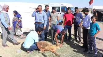 Urfalı Tarım İşçilerinin Çadırda Kurban Kesimi