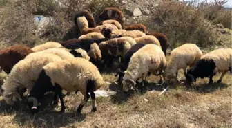 Sultangazi'de Zabıtadan Kaçak Kesim Denetimi