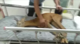 Ordu'da Yaralı Karaca Hastanede Tedavi Edildi